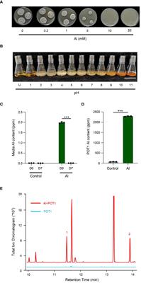 Mitigating aluminum toxicity and promoting plant resilience in acidic soil with Penicillium olsonii TLL1